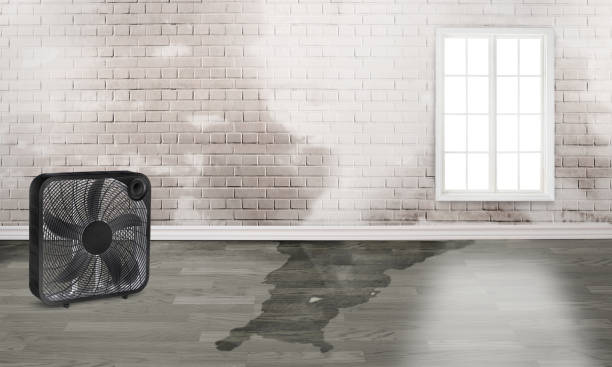 Best Basement water damage restoration  in Mill Hall, PA